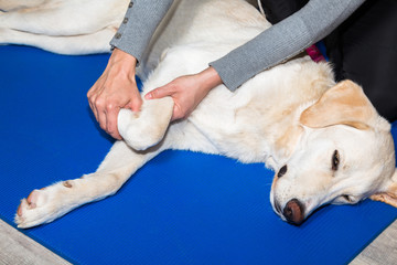 Hund Physiotherapie