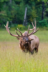 Bull Elk Defends His Harem