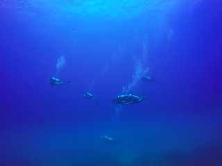 Obraz premium Scuba Divers swimming over the live coral reef full of fish and sea anemones.