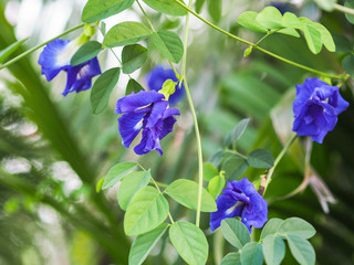 pea flowers in the garden.
