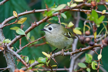 Goldcrest (Regulus regulus)