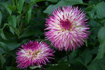 Dahlia cactus mauve et blanc en été, parc floral Paris