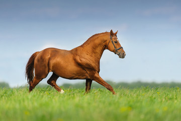 Red stallion trotting in spring meadow against blue sky