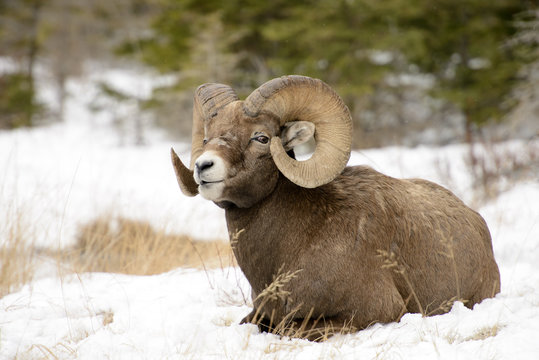a big ram mountain sheep in the snow