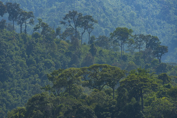 Fototapeta na wymiar view of natural resource in tropical rain forest, Khao Yai National Park, Thailand
