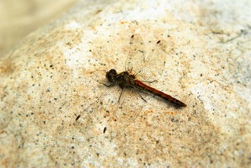 Dragonfly