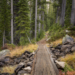Forest trail leads over a wooden bridge