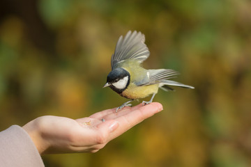 tit on the human palm