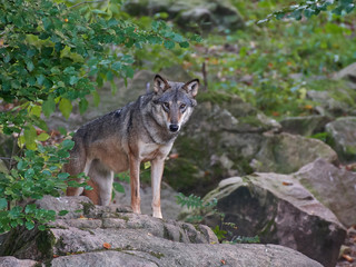 Grey wolf (Canis lupus)