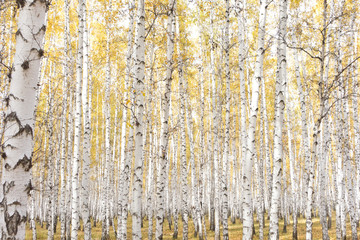 Obraz premium autumn birch forest