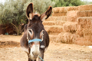 the cool donkey