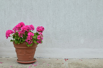 Pot of pink geranium in blossom in front of white wall