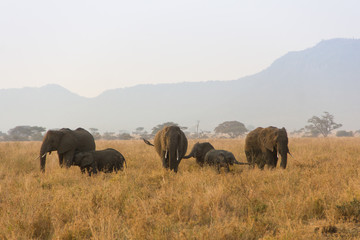 Elephants dans la savane africaine, Tanzanie