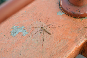 Mosquito shot on a balcony wall in summertime