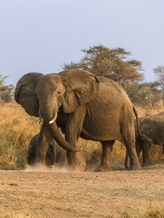 Elephants dans la savane africaine, Tanzanie