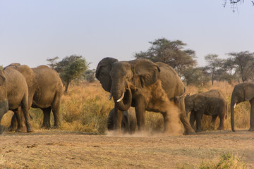 Fototapeta premium Elephant dans la savane africaine