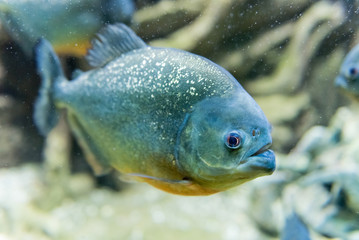 Closeup of a tropical piranha fish underwater in aquarium environment