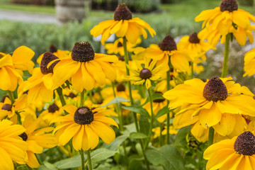 Rudbeckia hirta - Yellow flowers.
