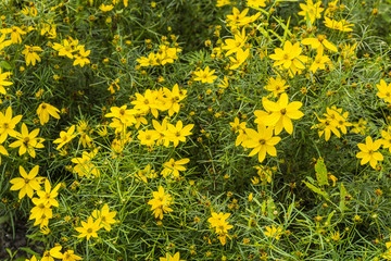 Coreopsis verticillata (whorled coreopsis).