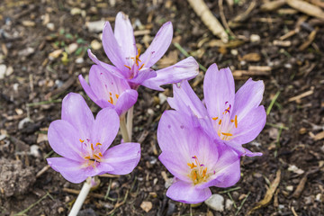 Naked lady (Colchicum autumnale).