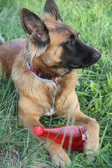 chien berger