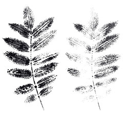 the leaves of mountain ash imprint global color