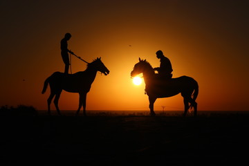 horses with sun