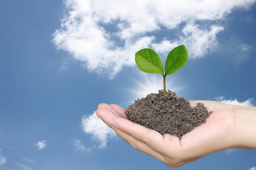 Soil in a Woman hand and treetop on soil.