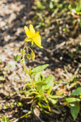 Buds Helianthemum sp..