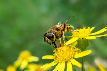 Poster honingvlieg op een geel bloem © rckohnke