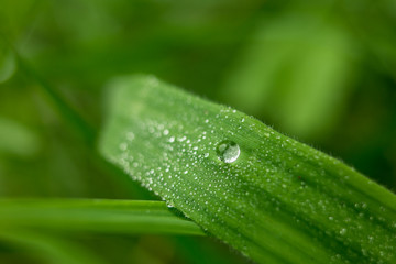 waterdruppel op een grassprietje