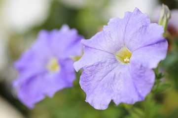 Obraz premium A purple petunia with shallow dept of field