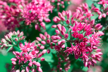 beautiful pink little flowers and green leaf background