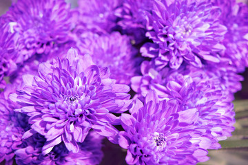 bright purple chrysanthemum bouquet background