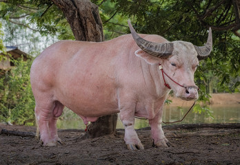 Obraz premium Albino buffalo (Thailand Pink buffalo)