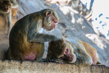 Monkeys in Myanmar