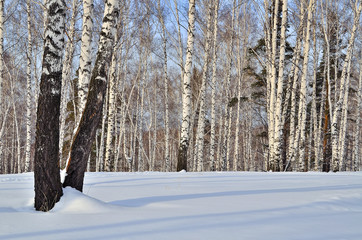 Sunny winter landscape in a birch forest