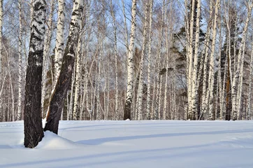Schilderijen op glas Sunny winter landscape in a birch forest © rvo233