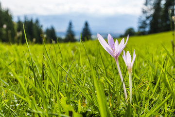 Blooming two flowers on green glade.