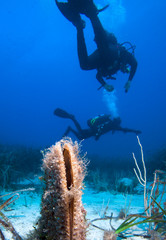 Divers and Noble pen shell, Pinna nobilis, a marine bivalve mollusc of the Mediterranean sea,