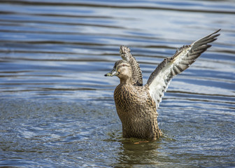 OK I'm coming out, don't shoot 