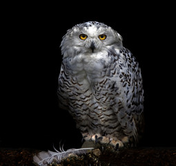 SNOWY OWL 