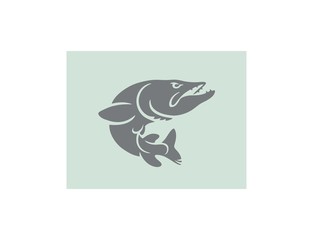 pike fish