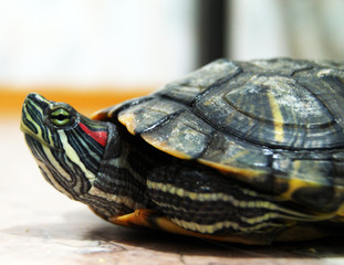 Turtle