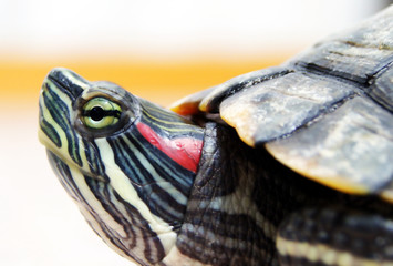 Obraz premium Turtle