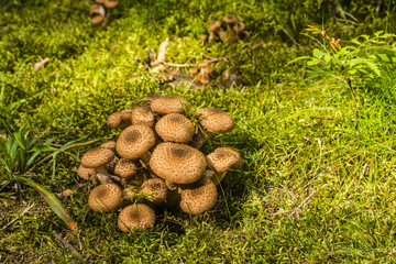 Cluster mushrooms - Armillaria (Fr.) Staude.