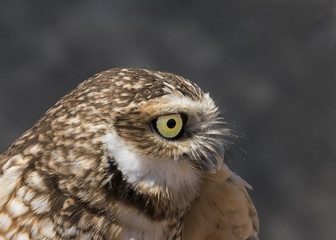 Burrowing Owl (Athene cunicularia)...Early Morning Hunter