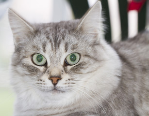 silver kitten of siberian breed, outdoor