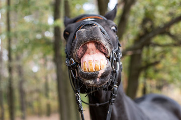 funny smiling black horse