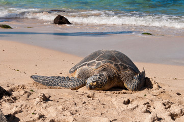 Sea Turtle